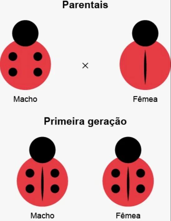 A figura apresenta a herança genética de uma característica a partir do cruzamento de insetos de uma mesma espécie.